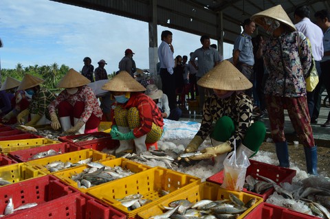 Chuyển từ khai thác sang nuôi biển để giữ tài nguyên cho đời sau - Ảnh 1. Chuyển từ khai thác sang nuôi biển để giữ tài nguyên cho đời sau - Ảnh 1.