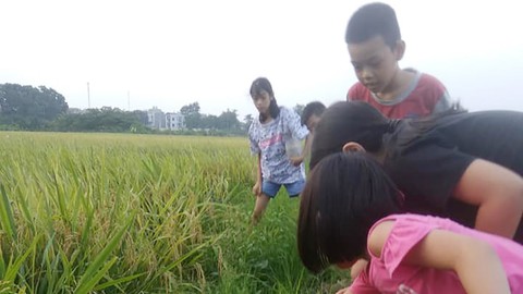Mùa hè đưa trẻ ra đồng - Ảnh 1. Mùa hè đưa trẻ ra đồng - Ảnh 1.