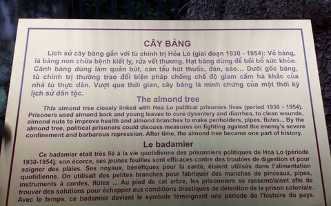 cây bàng cây bàng