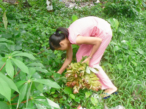 Bánh xèo ăn với rau rừng vùng Núi Cấm, khi ăn thư thái ung dung - Ảnh 2. Bánh xèo ăn với rau rừng vùng Núi Cấm, khi ăn thư thái ung dung - Ảnh 2.