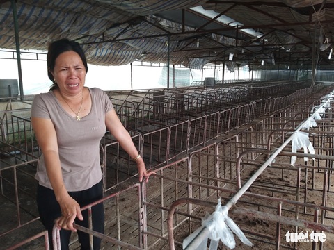 Ở thủ phủ nuôi heo cả nước, người khóc người xỉu, kẻ liệt giường... - Ảnh 1. Ở thủ phủ nuôi heo cả nước, người khóc người xỉu, kẻ liệt giường... - Ảnh 1.