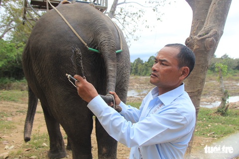 Voi không phải chở khách nữa, được thả về rừng làm du lịch nhân đạo - Ảnh 5. Voi không phải chở khách nữa, được thả về rừng làm du lịch nhân đạo - Ảnh 5.