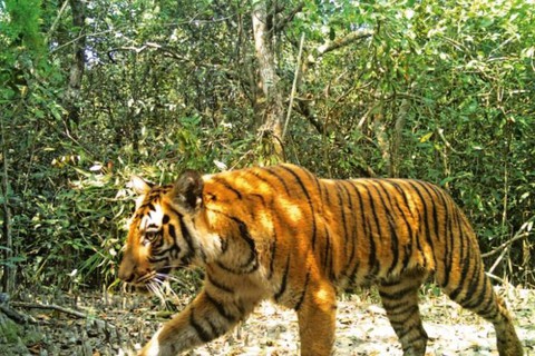 Bangladesh lo tìm chồng cho hổ Bengal - Ảnh 1. Bangladesh lo tìm chồng cho hổ Bengal - Ảnh 1.