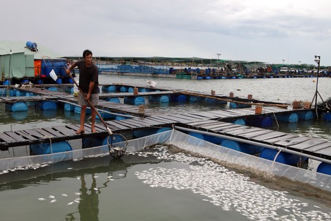 Hai ba năm qua sống khỏe, cá bè Long Sơn lại bất ngờ chết hàng loạt - Ảnh 1. Hai ba năm qua sống khỏe, cá bè Long Sơn lại bất ngờ chết hàng loạt - Ảnh 1.