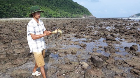 Cứu rùa biển quý hiếm khỏi lưới nhựa ở Côn Đảo - Ảnh 3. Cứu rùa biển quý hiếm khỏi lưới nhựa ở Côn Đảo - Ảnh 3.