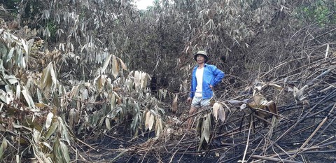 Yêu cầu ngân hàng 10 tỉnh hỗ trợ người vay bị thiệt hại do cháy rừng - Ảnh 1. Yêu cầu ngân hàng 10 tỉnh hỗ trợ người vay bị thiệt hại do cháy rừng - Ảnh 1.
