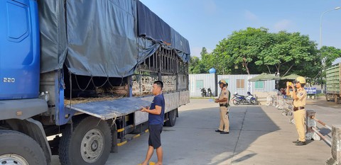 Xe chở heo vi phạm lọt qua 6 tỉnh, bị chặn đứng ở cửa ngõ Sài Gòn - Ảnh 1. Xe chở heo vi phạm lọt qua 6 tỉnh, bị chặn đứng ở cửa ngõ Sài Gòn - Ảnh 1.