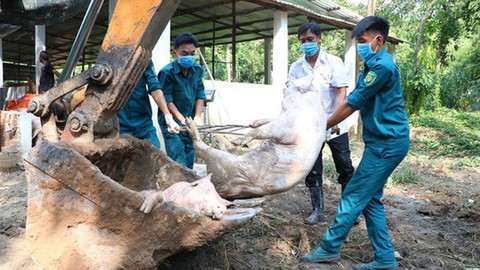 Heo từ Đồng Nai giết mổ ở TP.HCM dính dịch tả châu Phi - Ảnh 1. Heo từ Đồng Nai giết mổ ở TP.HCM dính dịch tả châu Phi - Ảnh 1.