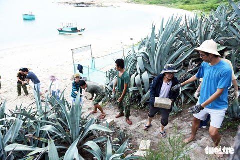Người trẻ tình nguyện ra chăm chút từng góc đảo Hòn Cau - Ảnh 3. Người trẻ tình nguyện ra chăm chút từng góc đảo Hòn Cau - Ảnh 3.