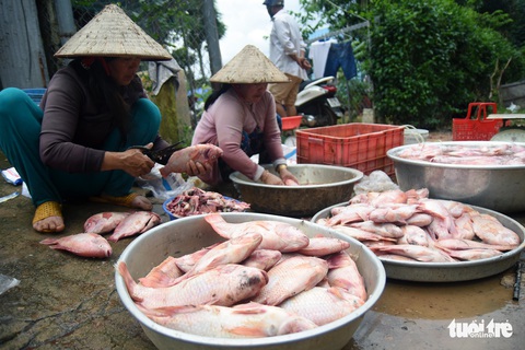 Cá lồng bè chết, trôi sông hàng ngàn tấn, ngư dân bán như cho đầy đường - Ảnh 5. Cá lồng bè chết, trôi sông hàng ngàn tấn, ngư dân bán như cho đầy đường - Ảnh 5.