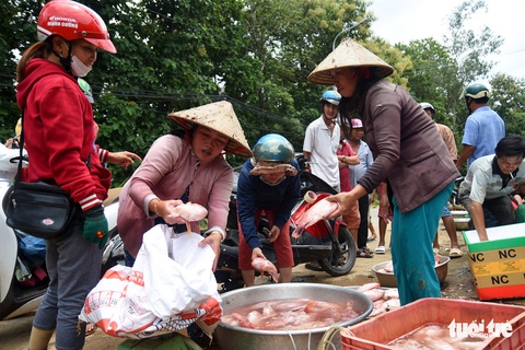 Cá lồng bè chết, trôi sông hàng ngàn tấn, ngư dân bán như cho đầy đường - Ảnh 2. Cá lồng bè chết, trôi sông hàng ngàn tấn, ngư dân bán như cho đầy đường - Ảnh 2.