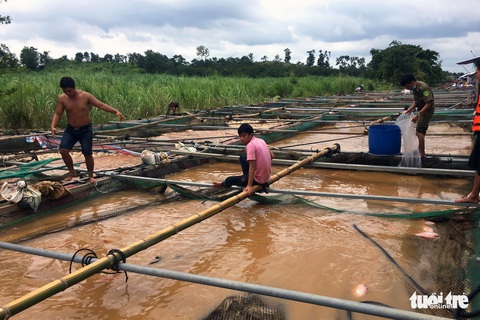 Cá lồng bè chết, trôi sông hàng ngàn tấn, ngư dân bán như cho đầy đường - Ảnh 8. Cá lồng bè chết, trôi sông hàng ngàn tấn, ngư dân bán như cho đầy đường - Ảnh 8.