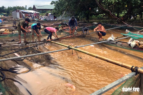 Cá lồng bè chết, trôi sông hàng ngàn tấn, ngư dân bán như cho đầy đường - Ảnh 9. Cá lồng bè chết, trôi sông hàng ngàn tấn, ngư dân bán như cho đầy đường - Ảnh 9.