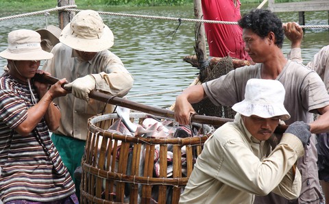 Người nuôi cá tra cũng hóng tỉ giá và thương chiến Mỹ - Trung - Ảnh 1. Người nuôi cá tra cũng hóng tỉ giá và thương chiến Mỹ - Trung - Ảnh 1.