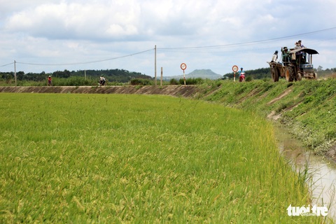 Cả làng đắp đê suốt 3 ngày đêm, cứu hơn 1.000ha lúa sắp thu hoạch - Ảnh 19. Cả làng đắp đê suốt 3 ngày đêm, cứu hơn 1.000ha lúa sắp thu hoạch - Ảnh 19.