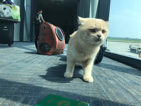 Chú mèo tên... Chó đi máy bay khoang hành khách làm dân mạng choáng váng - Ảnh 3. Chú mèo tên... Chó đi máy bay khoang hành khách làm dân mạng choáng váng - Ảnh 3.