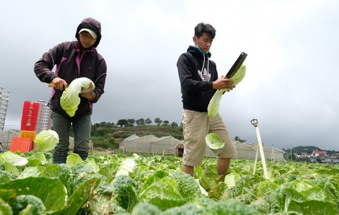 Rau Đà Lạt tăng giá, nguy cơ thiếu hụt vì mưa lũ - Ảnh 1. Rau Đà Lạt tăng giá, nguy cơ thiếu hụt vì mưa lũ - Ảnh 1.
