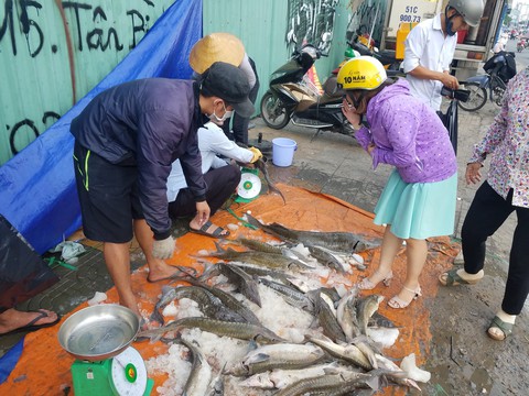 Tranh nhau mua cá tầm giải cứu trại cá Lâm Đồng trên vỉa hè TP.HCM - Ảnh 4. Tranh nhau mua cá tầm giải cứu trại cá Lâm Đồng trên vỉa hè TP.HCM - Ảnh 4.