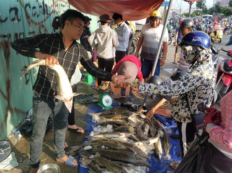 Tranh nhau mua cá tầm giải cứu trại cá Lâm Đồng trên vỉa hè TP.HCM - Ảnh 6. Tranh nhau mua cá tầm giải cứu trại cá Lâm Đồng trên vỉa hè TP.HCM - Ảnh 6.