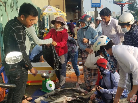 Tranh nhau mua cá tầm giải cứu trại cá Lâm Đồng trên vỉa hè TP.HCM - Ảnh 7. Tranh nhau mua cá tầm giải cứu trại cá Lâm Đồng trên vỉa hè TP.HCM - Ảnh 7.