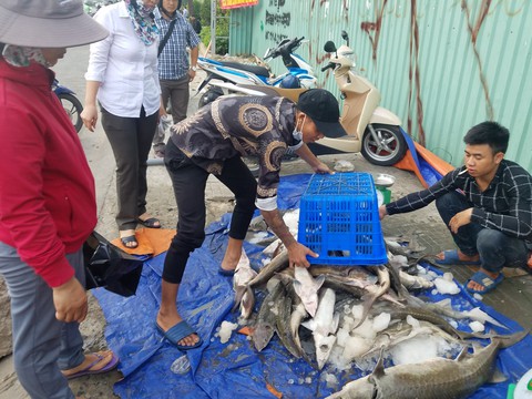 Tranh nhau mua cá tầm giải cứu trại cá Lâm Đồng trên vỉa hè TP.HCM - Ảnh 8. Tranh nhau mua cá tầm giải cứu trại cá Lâm Đồng trên vỉa hè TP.HCM - Ảnh 8.