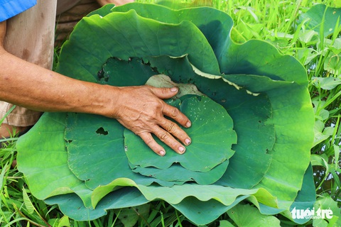 Những bức tranh được làm bằng lá sen mục và vỏ tràm - Ảnh 4. Những bức tranh được làm bằng lá sen mục và vỏ tràm - Ảnh 4.