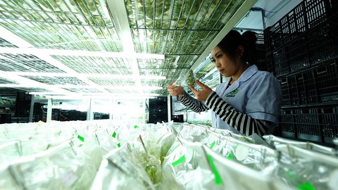 Vô tư xài giống lậu, hoa Đà Lạt khó xuất khẩu - Ảnh 1. Vô tư xài giống lậu, hoa Đà Lạt khó xuất khẩu - Ảnh 1.