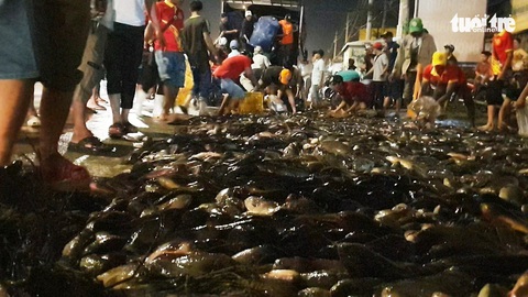 Xe lật đổ cá ngập đường, bà con hò nhau xô chậu gom giùm không thiếu 1 con - Ảnh 1. Xe lật đổ cá ngập đường, bà con hò nhau xô chậu gom giùm không thiếu 1 con - Ảnh 1.