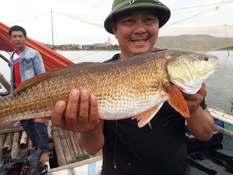 Câu được cá 7kg nghi cá sủ vàng trên sông Gianh - Ảnh 1. Câu được cá 7kg nghi cá sủ vàng trên sông Gianh - Ảnh 1.