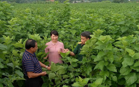 Nữ bí thư đi cuốc đất với dân - Ảnh 2. Nữ bí thư đi cuốc đất với dân - Ảnh 2.