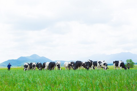 Mộc Châu Milk sẽ được Vinamilk phát triển độc lập - Ảnh 1. Mộc Châu Milk sẽ được Vinamilk phát triển độc lập - Ảnh 1.