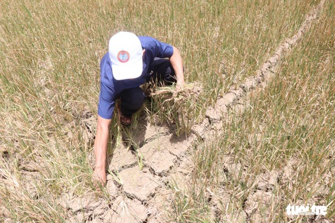 Nghịch lý ở Đắk Lắk: Hơn 1.000ha cây trồng chết khát trong khi nhiều khu vực ngập lụt - Ảnh 3. Nghịch lý ở Đắk Lắk: Hơn 1.000ha cây trồng chết khát trong khi nhiều khu vực ngập lụt - Ảnh 3.