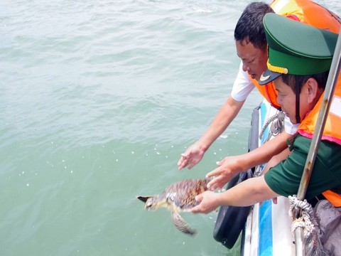 Đang đi qua cầu thấy rao bán đồi mồi, bỏ ra 1,8 triệu mua... thả về biển - Ảnh 2. Đang đi qua cầu thấy rao bán đồi mồi, bỏ ra 1,8 triệu mua... thả về biển - Ảnh 2.