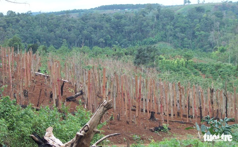 Vượt quy hoạch 100.000ha, hồ tiêu Việt Nam gặp khủng hoảng - Ảnh 4. Vượt quy hoạch 100.000ha, hồ tiêu Việt Nam gặp khủng hoảng - Ảnh 4.