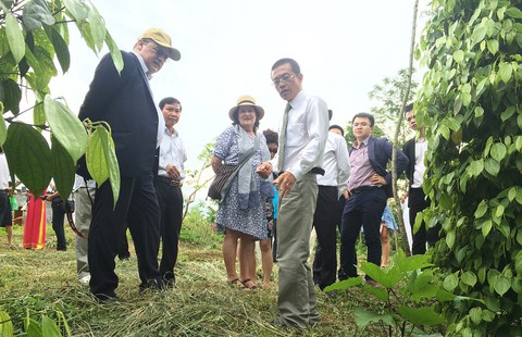 Chậm thay đổi, ngành hồ tiêu sẽ... tiêu - Ảnh 1. Chậm thay đổi, ngành hồ tiêu sẽ... tiêu - Ảnh 1.