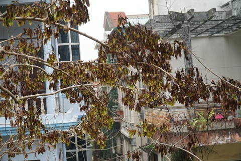 Hàng cây sưa 30 tuổi trong khu tập thể Hà Nội bị bức tử? - Ảnh 8.