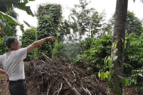Cựu binh trồng cà phê nuôi gia đình dưới góc nhìn của người nước ngoài - Ảnh 1. Cựu binh trồng cà phê nuôi gia đình dưới góc nhìn của người nước ngoài - Ảnh 1.