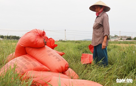 Nông dân Nghệ An hối hả thu hoạch lúa ‘chạy’ bão số 4 - Ảnh 5. Nông dân Nghệ An hối hả thu hoạch lúa ‘chạy’ bão số 4 - Ảnh 5.