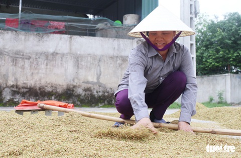 Nông dân Nghệ An hối hả thu hoạch lúa ‘chạy’ bão số 4 - Ảnh 8. Nông dân Nghệ An hối hả thu hoạch lúa ‘chạy’ bão số 4 - Ảnh 8.