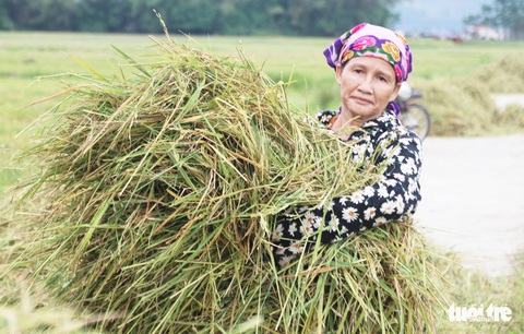 Nông dân Nghệ An hối hả thu hoạch lúa ‘chạy’ bão số 4 - Ảnh 10. Nông dân Nghệ An hối hả thu hoạch lúa ‘chạy’ bão số 4 - Ảnh 10.