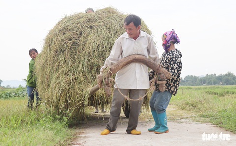 Nông dân Nghệ An hối hả thu hoạch lúa ‘chạy’ bão số 4 - Ảnh 11. Nông dân Nghệ An hối hả thu hoạch lúa ‘chạy’ bão số 4 - Ảnh 11.