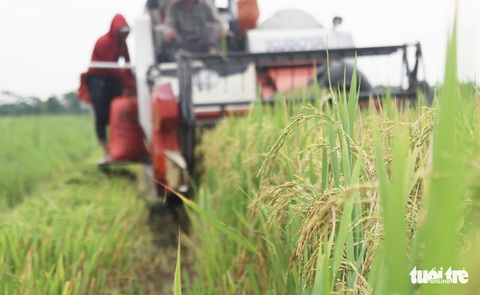 Nông dân Nghệ An hối hả thu hoạch lúa ‘chạy’ bão số 4 - Ảnh 7. Nông dân Nghệ An hối hả thu hoạch lúa ‘chạy’ bão số 4 - Ảnh 7.