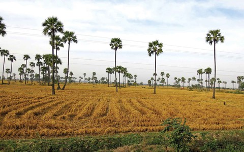 Gặp sắc tím Myitkyina, thương bánh giầy Việt - Ảnh 4. Gặp sắc tím Myitkyina, thương bánh giầy Việt - Ảnh 4.
