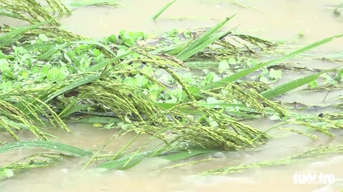 Nước lũ dâng cao đổ về làm ngập hơn 600ha hoa màu ở Thanh Hóa - Ảnh 7. Nước lũ dâng cao đổ về làm ngập hơn 600ha hoa màu ở Thanh Hóa - Ảnh 7.