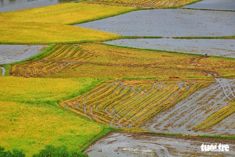 Bình dị mà rạng rỡ trên cánh đồng lúa Tà Pạ ở Tri Tôn - Ảnh 4. Bình dị mà rạng rỡ trên cánh đồng lúa Tà Pạ ở Tri Tôn - Ảnh 4.