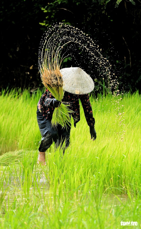 Bình dị mà rạng rỡ trên cánh đồng lúa Tà Pạ ở Tri Tôn - Ảnh 6. Bình dị mà rạng rỡ trên cánh đồng lúa Tà Pạ ở Tri Tôn - Ảnh 6.