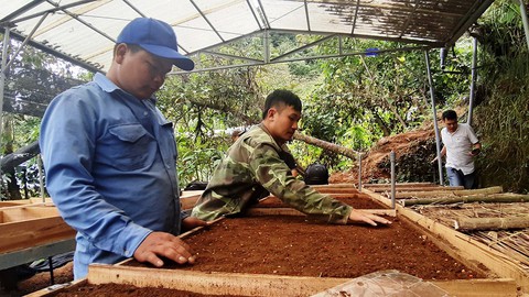 Những chàng trai ở vườn sâm Ngọc Linh - Ảnh 3. Những chàng trai ở vườn sâm Ngọc Linh - Ảnh 3.