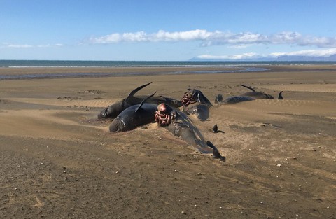 Thêm đàn cá voi mắc cạn, chết bí ẩn ở Iceland chỉ trong nửa tháng - Ảnh 2. Thêm đàn cá voi mắc cạn, chết bí ẩn ở Iceland chỉ trong nửa tháng - Ảnh 2.