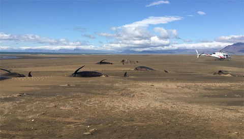 Thêm đàn cá voi mắc cạn, chết bí ẩn ở Iceland chỉ trong nửa tháng - Ảnh 1. Thêm đàn cá voi mắc cạn, chết bí ẩn ở Iceland chỉ trong nửa tháng - Ảnh 1.
