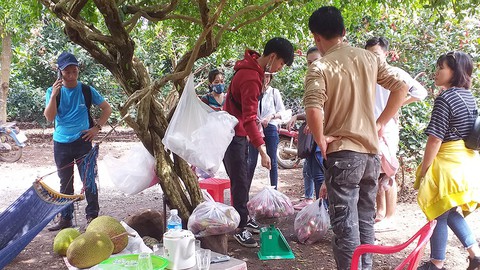 Thư giãn cuối tuần ở vườn trái cây - Ảnh 1. Thư giãn cuối tuần ở vườn trái cây - Ảnh 1.